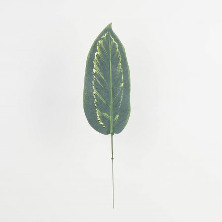 thumbnail-image