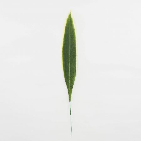 thumbnail-image